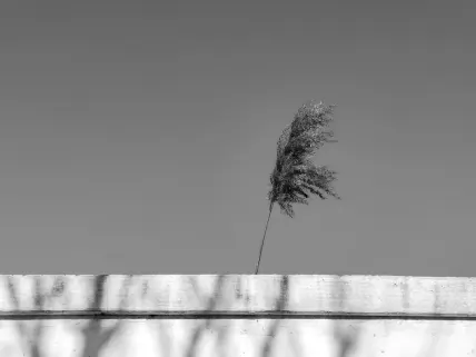 Cazino Napoli Cazinou Aplicație mobilă